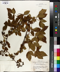 Rubus texanus image