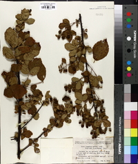 Rubus texanus image