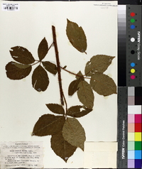 Rubus texanus image