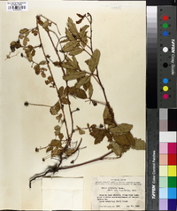 Rubus trivialis image