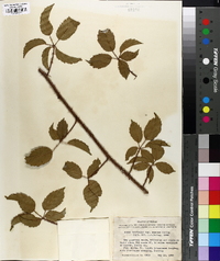 Rubus trivialis image