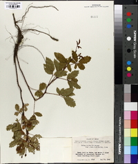 Rubus trivialis image