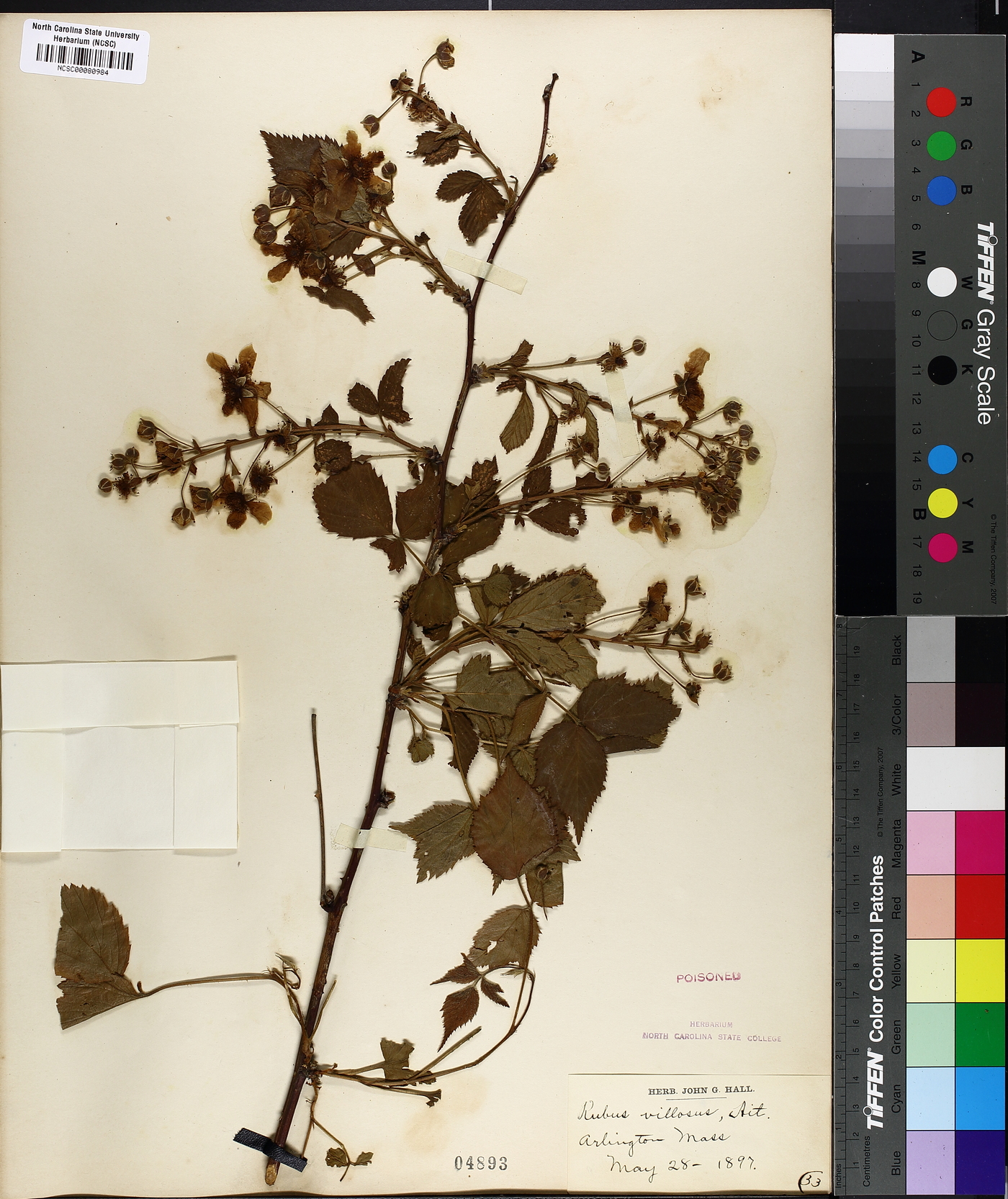 Rubus villosus image