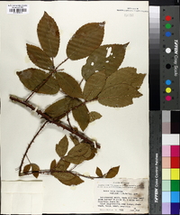 Rubus velox image