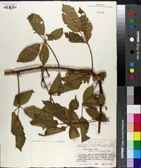 Rubus velox image