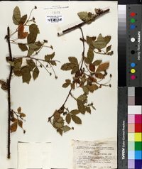 Rubus velox image