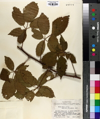 Rubus velox image