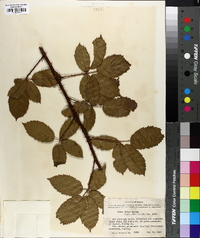 Rubus velox image