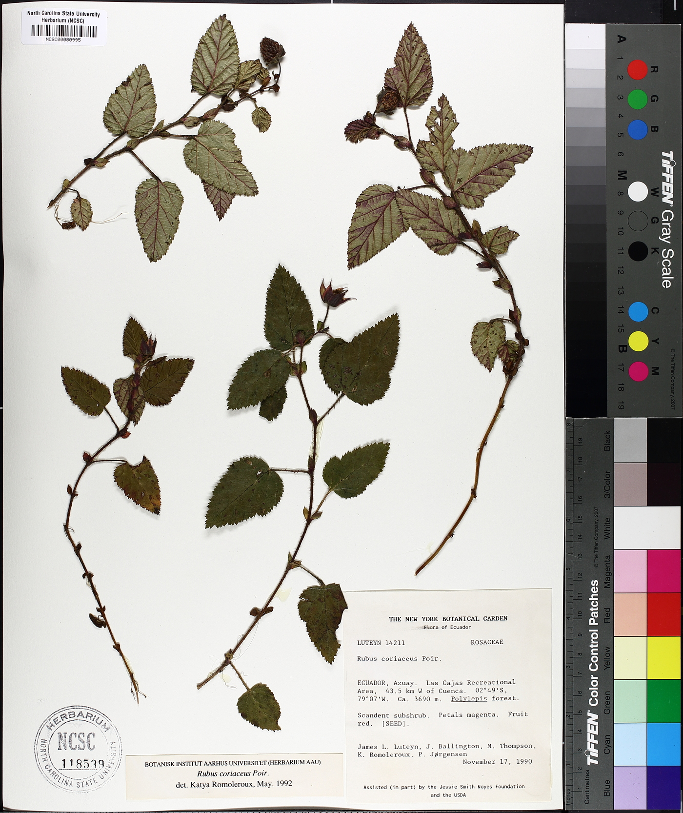 Rubus lippaianus image