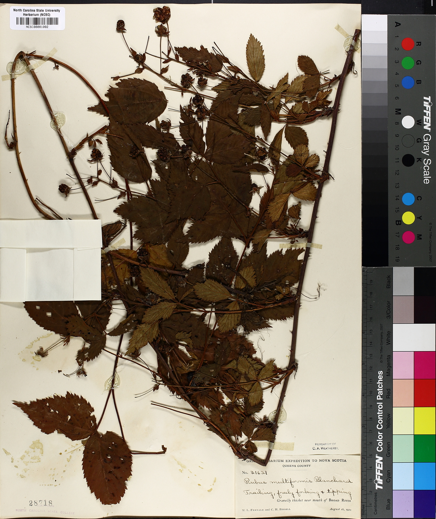 Rubus multiformis image