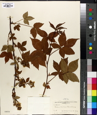 Rubus orarius image