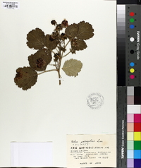 Rubus parviflorus image