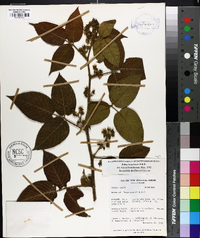 Rubus bogotensis image