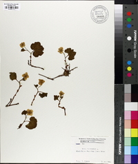 Rubus chamaemorus image