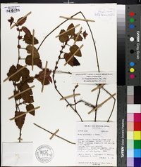Rubus lippaianus image