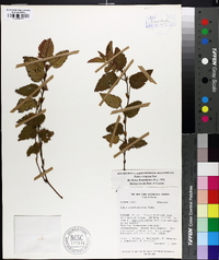 Rubus lippaianus image