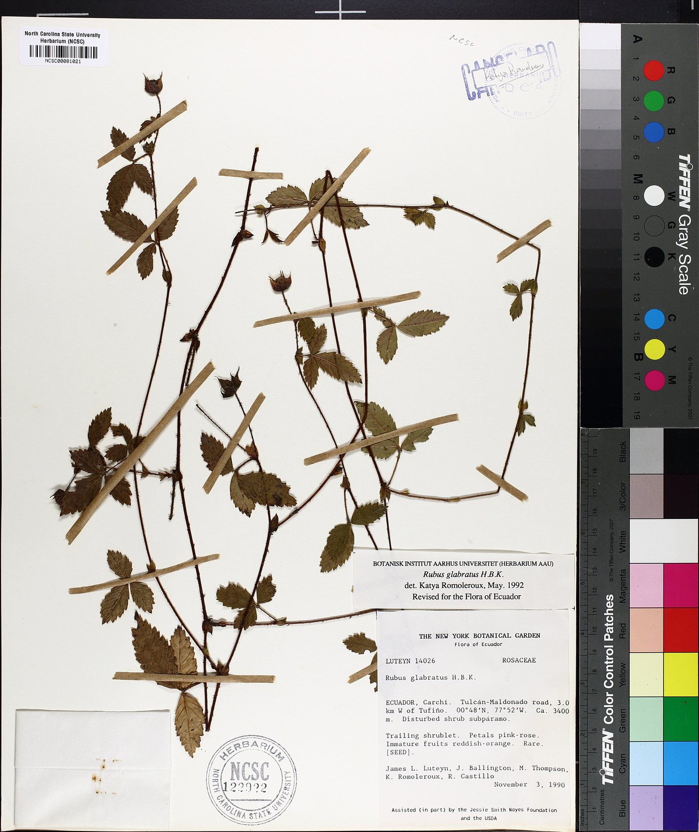 Rubus glabratus image