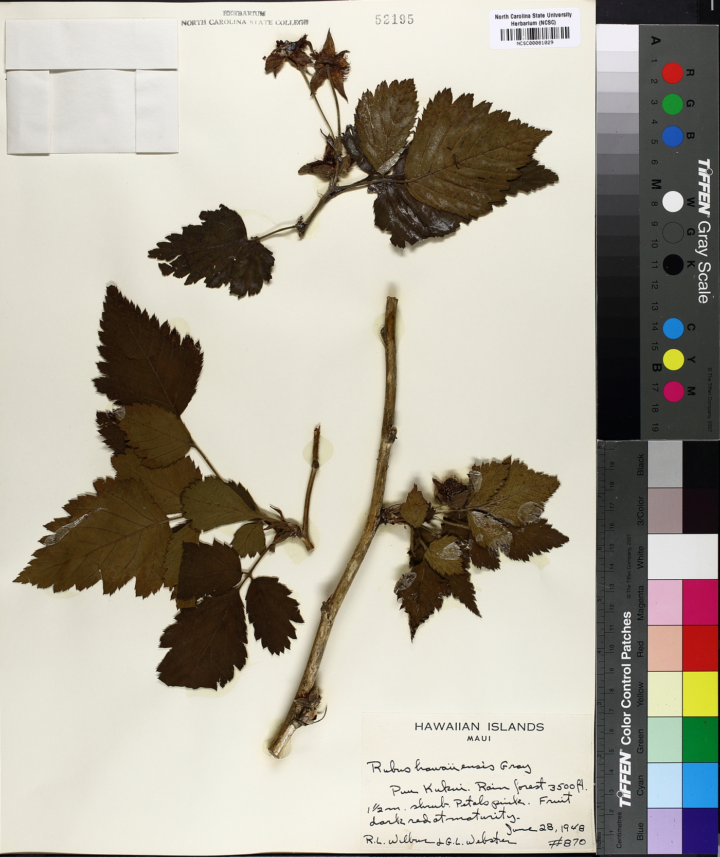 Rubus hawaiiensis image