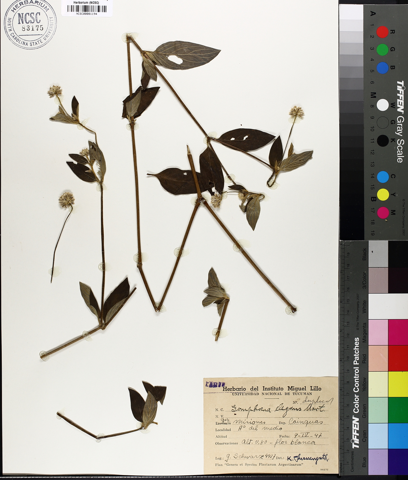 Gomphrena elegans image