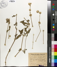 Gomphrena perennis image