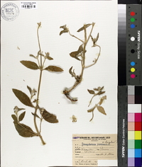 Gomphrena perennis image