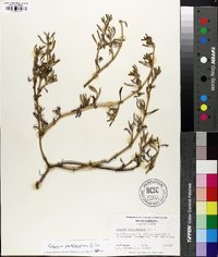 Sesuvium portulacastrum image