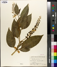 Phytolacca americana var. americana image