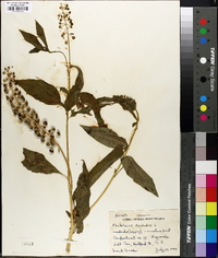 Phytolacca americana var. americana image