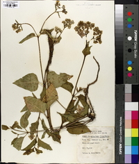 Mirabilis nyctaginea image