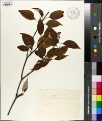 Swida alternifolia image