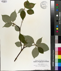 Swida alternifolia image