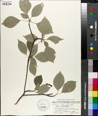 Swida alternifolia image