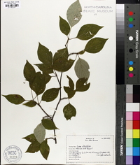 Swida alternifolia image