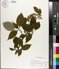 Swida alternifolia image