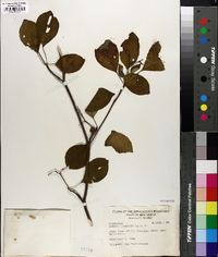 Swida alternifolia image