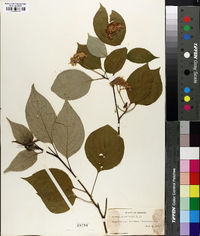 Swida alternifolia image