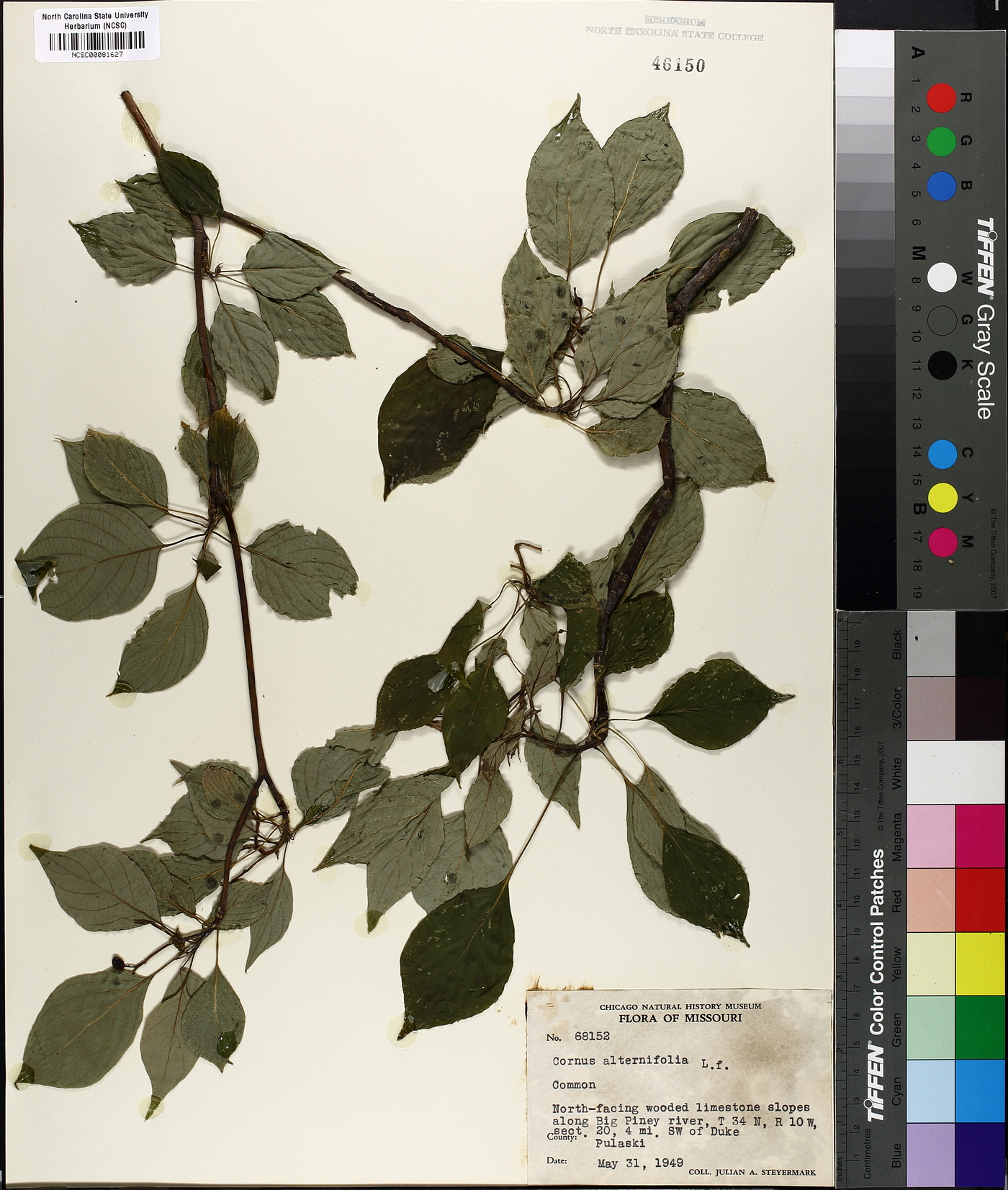Swida alternifolia image