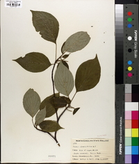 Swida alternifolia image