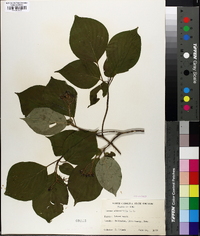 Cornus alternifolia image