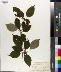 Swida alternifolia image