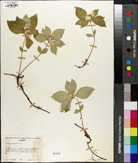 Cornus canadensis image