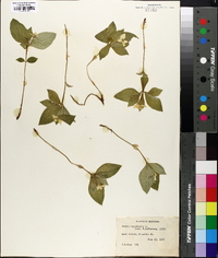 Cornus canadensis image