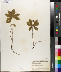 Cornus canadensis image