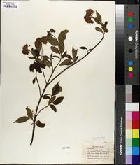 Cornus sericea subsp. sericea image