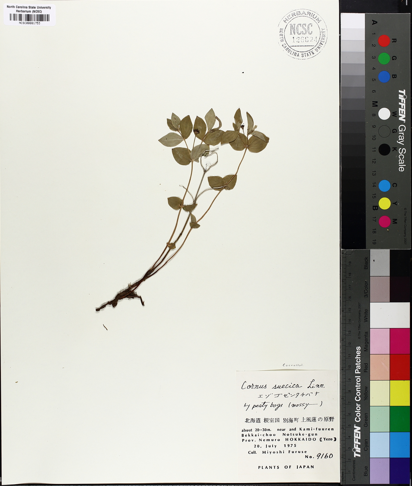 Chamaepericlymenum suecicum image