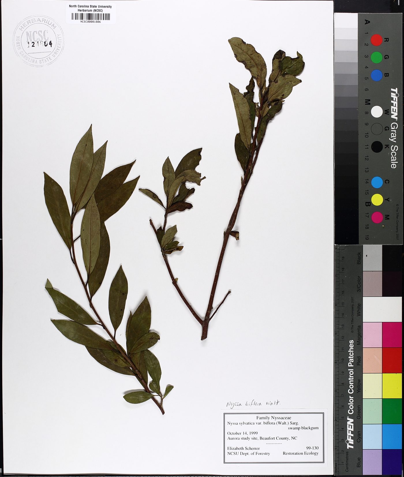 Nyssa biflora image