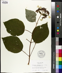 Hydrangea arborescens subsp. radiata image