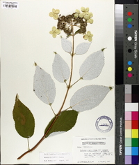 Hydrangea radiata image