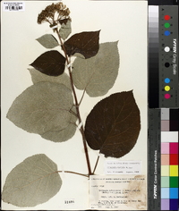 Hydrangea radiata image