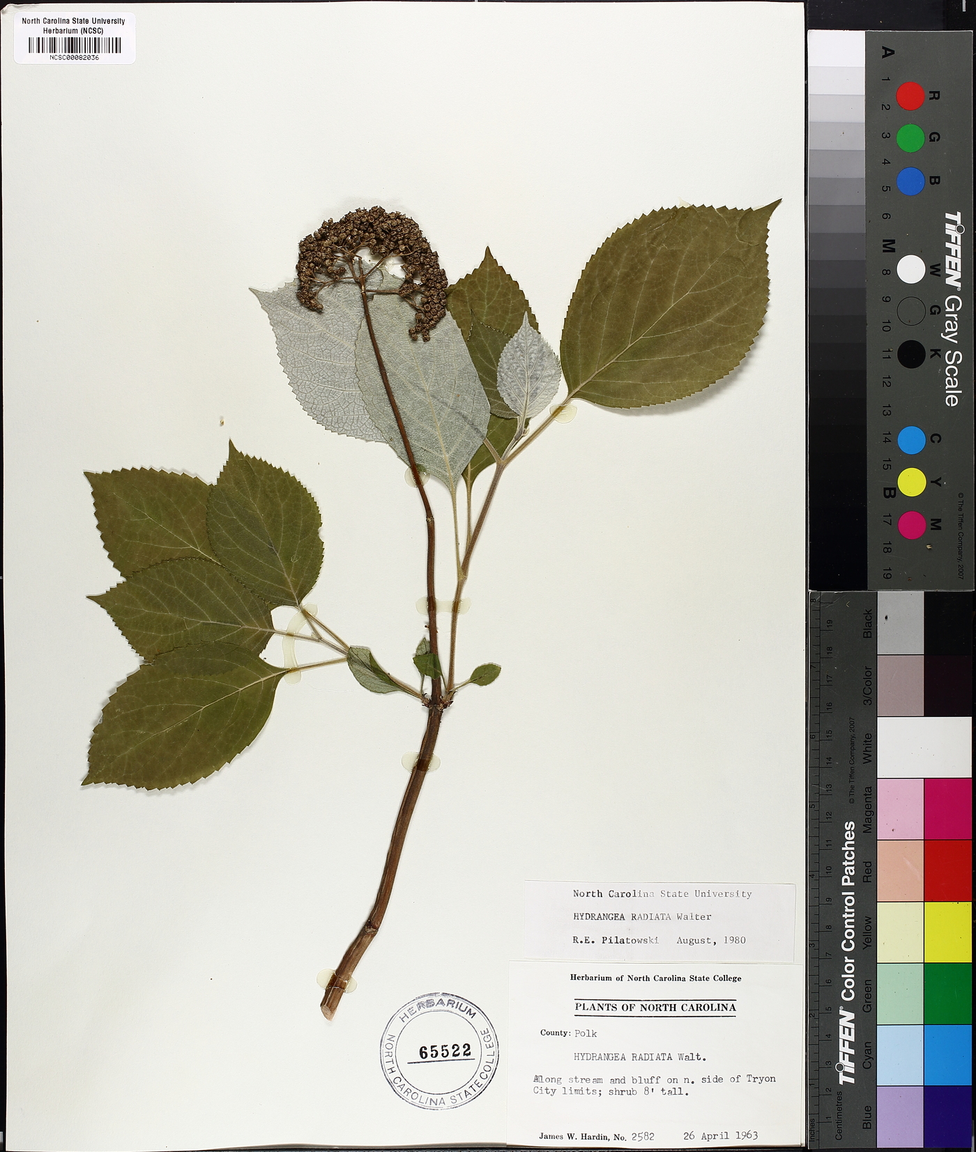 Hydrangea radiata image